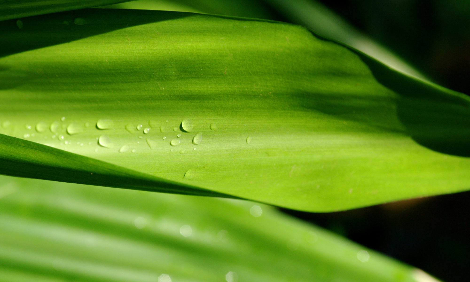 Gartenpflege-Service